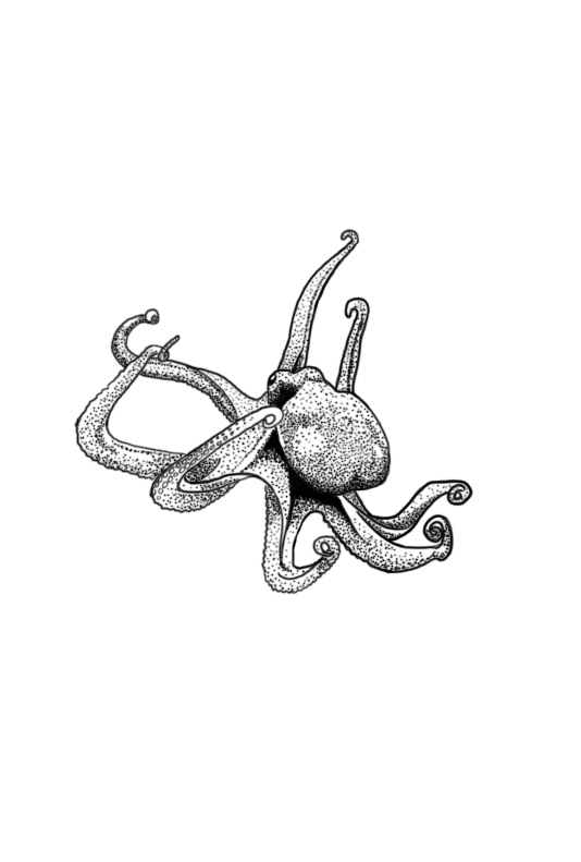 Octopus